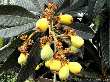 041_eriobotrya.jpg