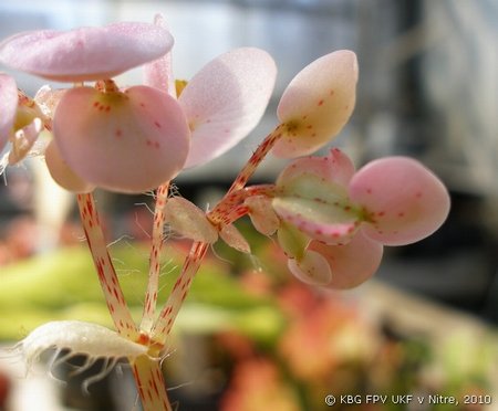 094_begonia_3.jpg