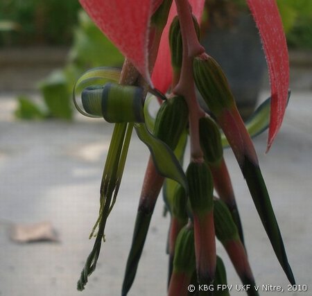 097_billbergia_2.jpg