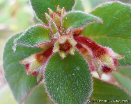164_kohleria_1.jpg
