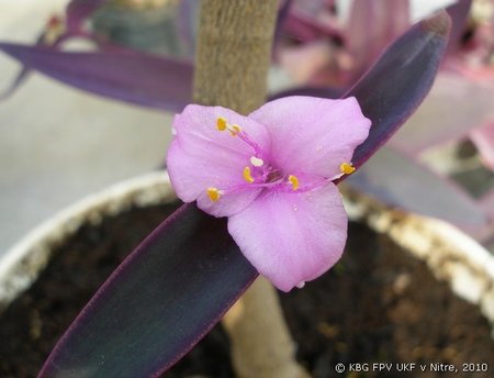 169_tradescantia.jpg