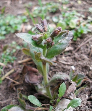 180_pulmonaria.jpg