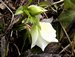 014_helleborus.jpg