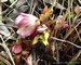 026_helleborus_2.jpg