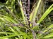 039_cordyline_1.jpg