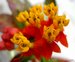 053_asclepias_2.jpg