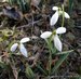 060_galanthus.jpg