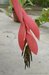 074_billbergia_1.jpg