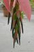 075_billbergia_2.jpg