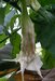 080_datura_1.jpg