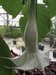 081_datura_2.jpg