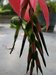 096_billbergia_1.jpg