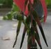 097_billbergia_2.jpg