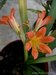 099_clivia.jpg