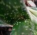 103_gasteria.jpg