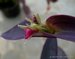 114_tradescantia.jpg