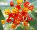 148_asclepias_2.jpg