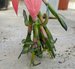 149_billbergia.jpg