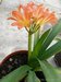 155_clivia_1.jpg