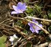 172_hepatica.jpg