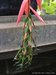 174_billbergia.jpg