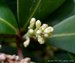 182_skimmia.jpg