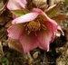 195_helleborus.jpg