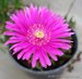 196_lampranthus.jpg