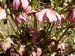 206_helleborus_1.jpg