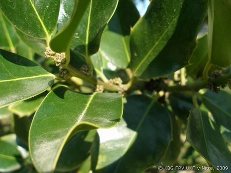 011_ilex_1.jpg