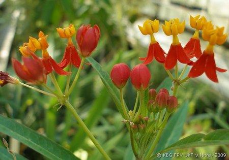 013_asclepias.jpg