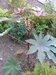 007_ricinus_1.jpg