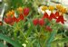 013_asclepias.jpg