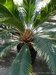 018_cycas_1.jpg