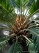 019_cycas_2.jpg