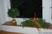 Aranz_Vianoce_09-12-11_05