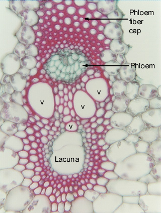 Флоэма ток. Флоэма. Клетки ксилемы. Ксилема и флоэма фото. Флоэма это в биологии.