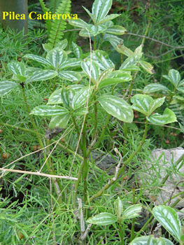 12_PILEA