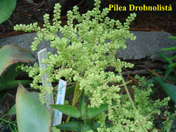 13_PILEA
