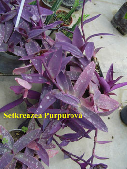 25_SETKR