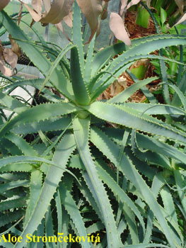 38_ALOE_