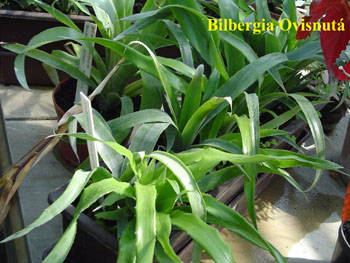 47_BILBE