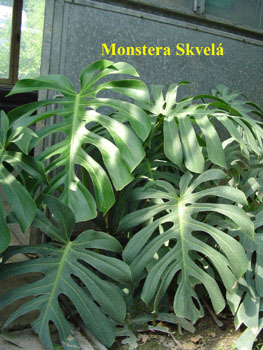 50_MONST