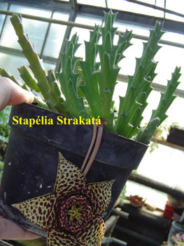 60_STAP_
