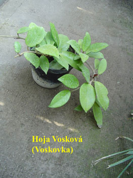64_HOJA_