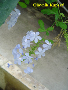 77_OLOVN