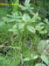 12_PILEA