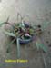 53_SCILO