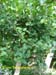 79_FICUS